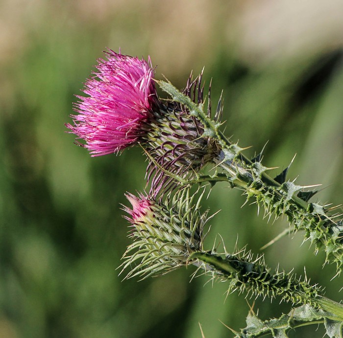 thistle-201844_1280