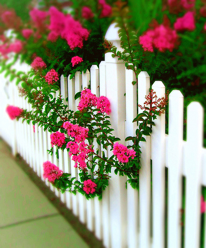 picket-fence-with-flowers