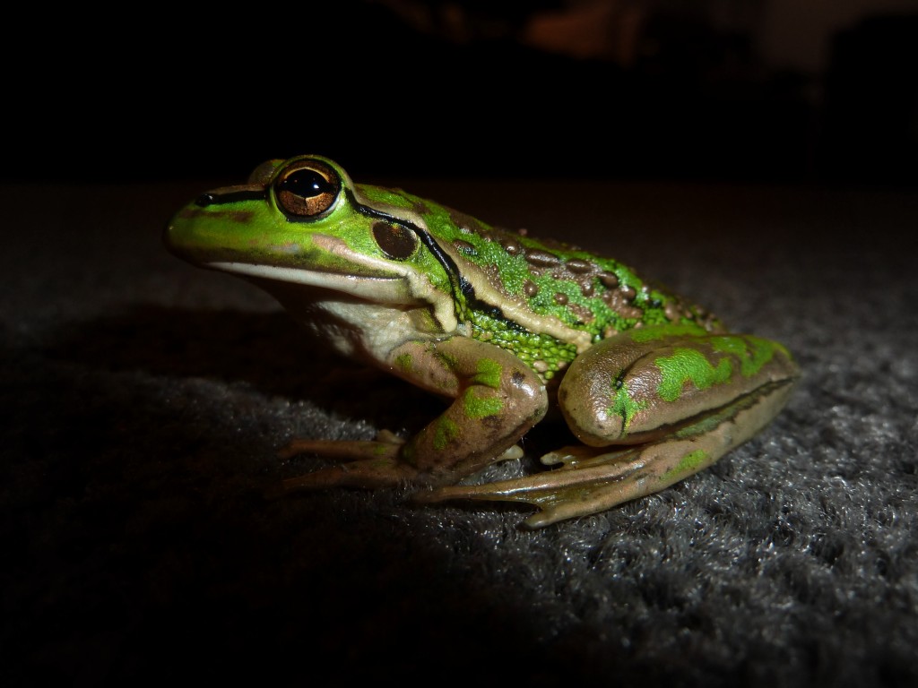 1391908_95226559frog