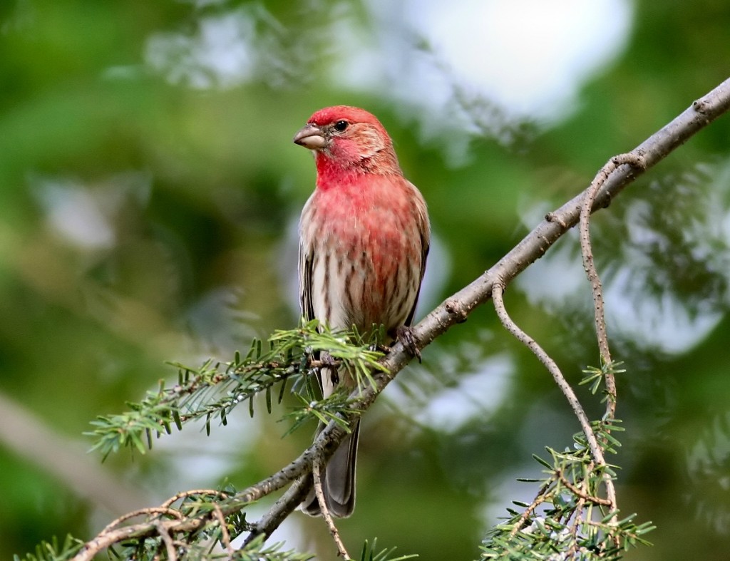 house finch