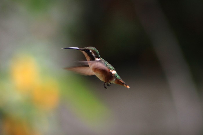 hummingbird