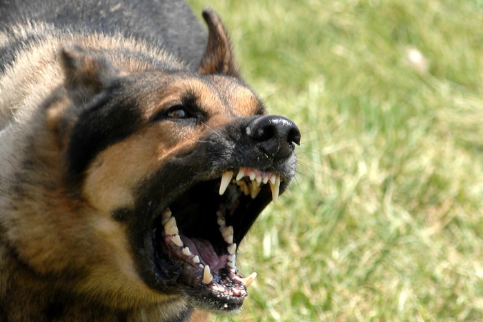 Snarling German Shepherd