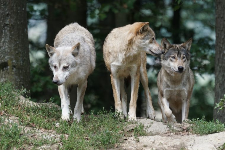 Wolves Growing The Thing About Wolves – Growing 4 Life