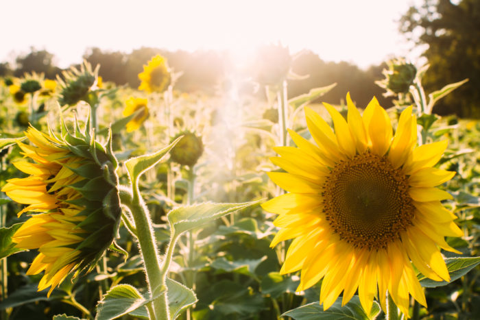 sunflowers